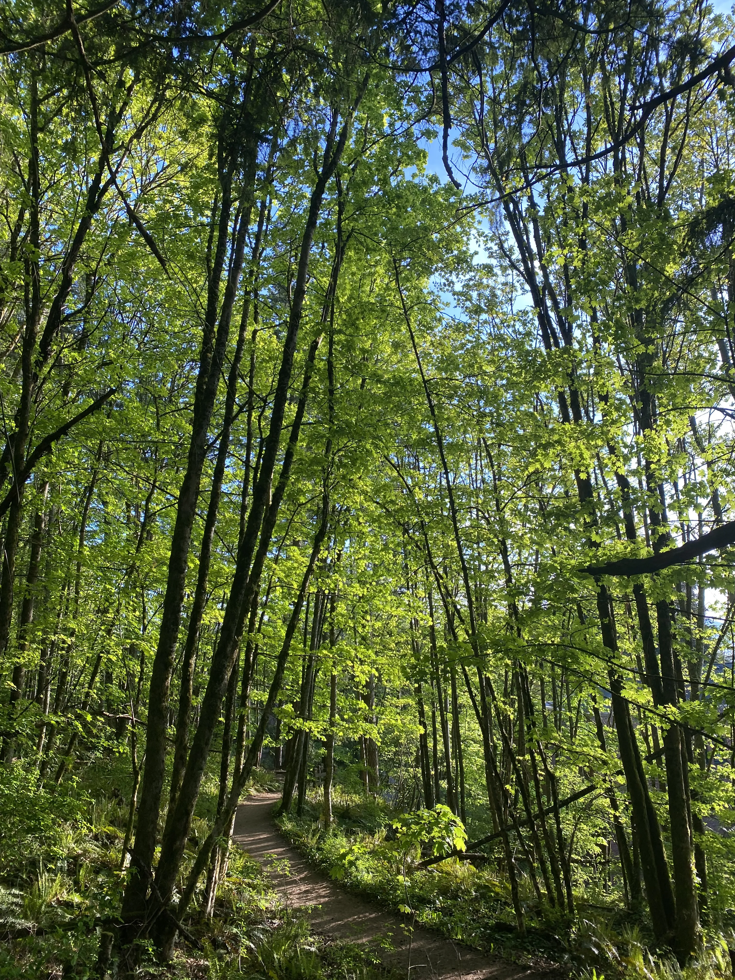 A dirt path winds through a lush green forest on a bright blue and cloudless day on the Sehome Hill Arboretum.